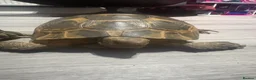Tortoise reptiles for sale: greek spur-thighed tortoises - Advert 6