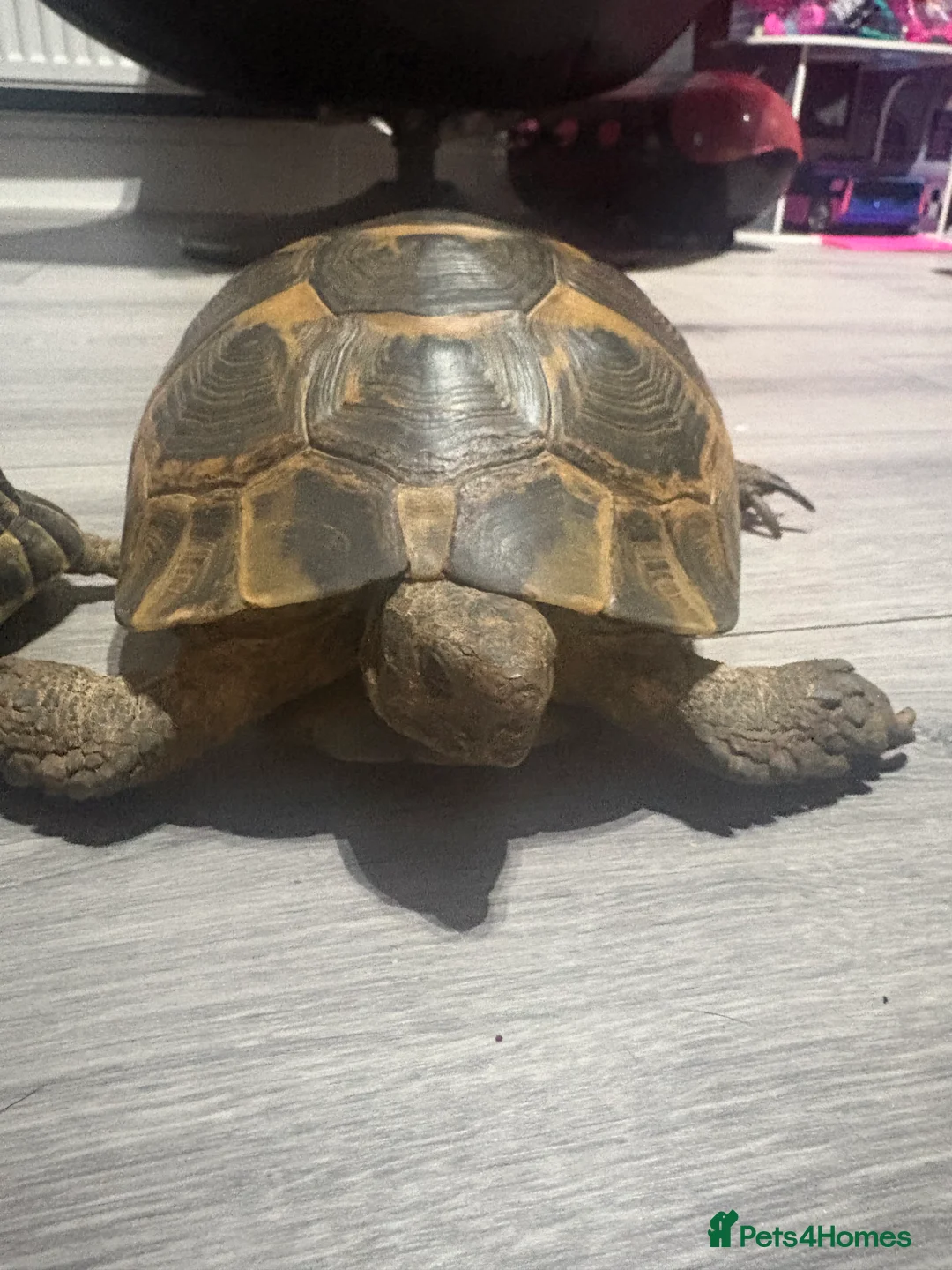 Tortoise reptiles for sale: greek spur-thighed tortoises - Advert 6