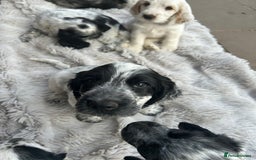 Cocker Spaniel dogs for sale: Show type- sired by Champion Lindridge Frontrunner - Image 33