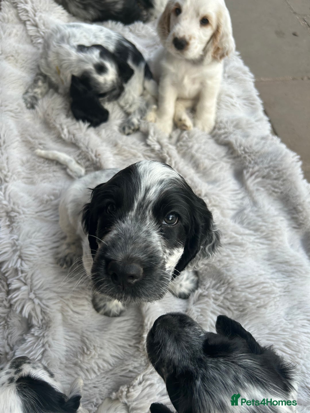 Cocker Spaniel dogs for sale: Show type- sired by Champion Lindridge Frontrunner - Image 33