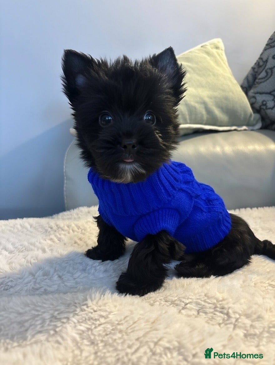 Yorkshire Terrier dogs Mini Black Yorkshire terriers puppies - Advert 12