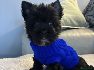 Yorkshire Terrier dogs Mini Black Yorkshire terriers puppies - Advert 12