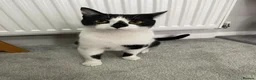 Mixed Breed cats for sale: Beautiful Calm Black & White Male Cat 1.5 year old in Havant - Advert 3