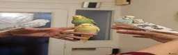 Budgerigars birds for sale: Handreared, semitamed, tamed budgies  - Advert 5