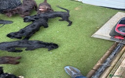 Labradoodle dogs for sale: Labradoodle puppies - Image 14