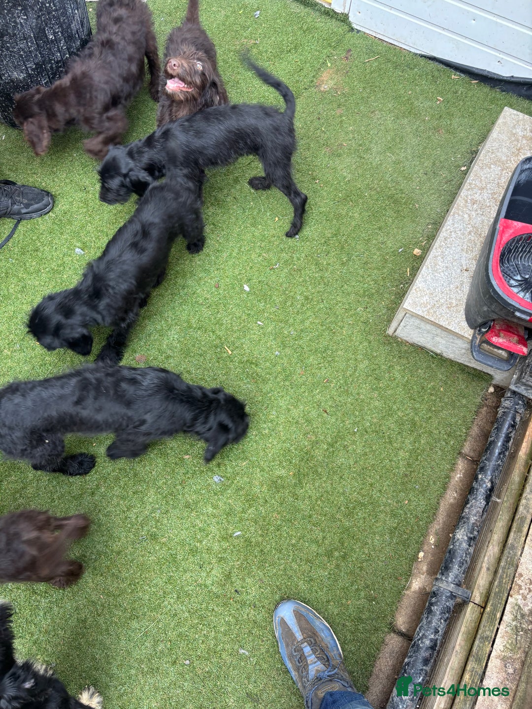 Labradoodle dogs for sale: Labradoodle puppies - Image 14
