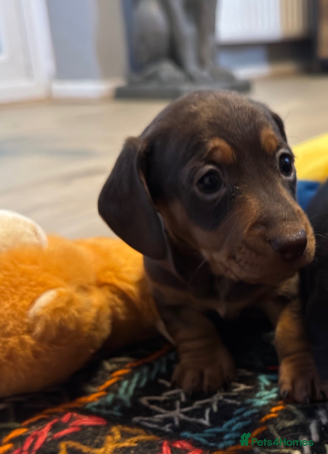 Miniature Dachshund dogs for sale: 5 Gorgeous Miniature Dachshund Puppy Ready Now 🐾 - Image 5