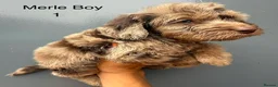 Cockapoo dogs for sale:      F1 Cockapoo Puppies  | Health Tested  - Advert 39