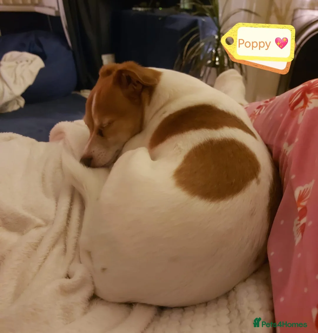 Mixed Breed dogs for adoption: URGENT FOSTER NEEDED: ❤️POPPY❤️Small 7 yo girl in Paignton - Advert 5