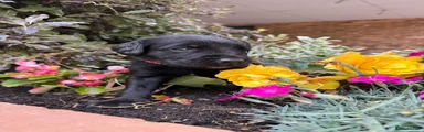 Springador 4