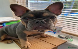 French Bulldog dogs for sale: Bruno - Frenchie 20 weeks old.  - Image 3