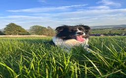 Border Collie dogs for stud: Beautiful Border Collie for Stud - Image 3
