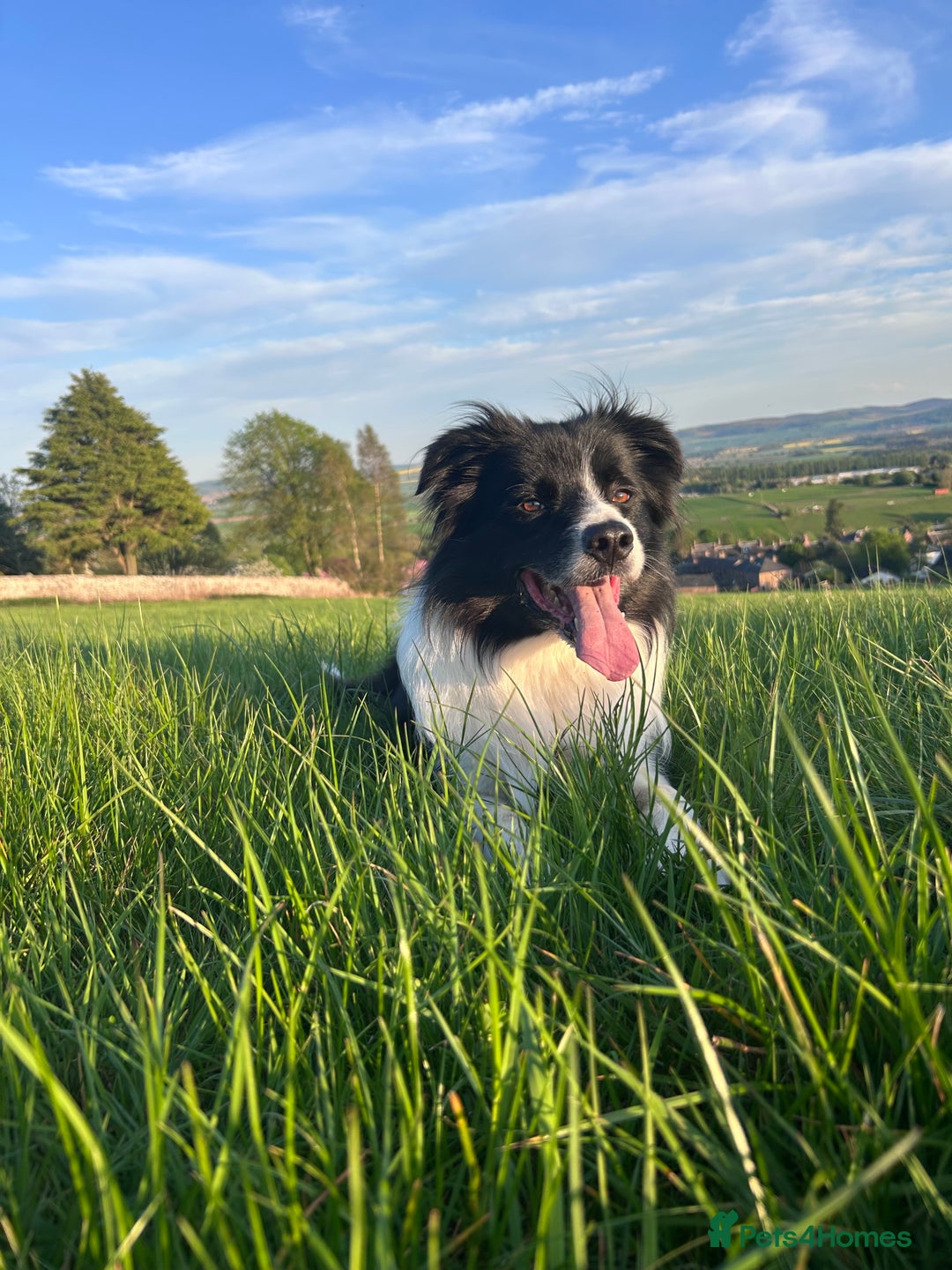 Border Collie dogs for stud: Beautiful Border Collie for Stud - Image 3