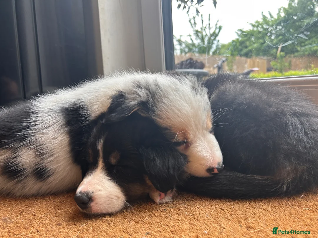 Border Collie dogs for sale: 1x merle female 1x tri colour collies in Bournemouth - Advert 4