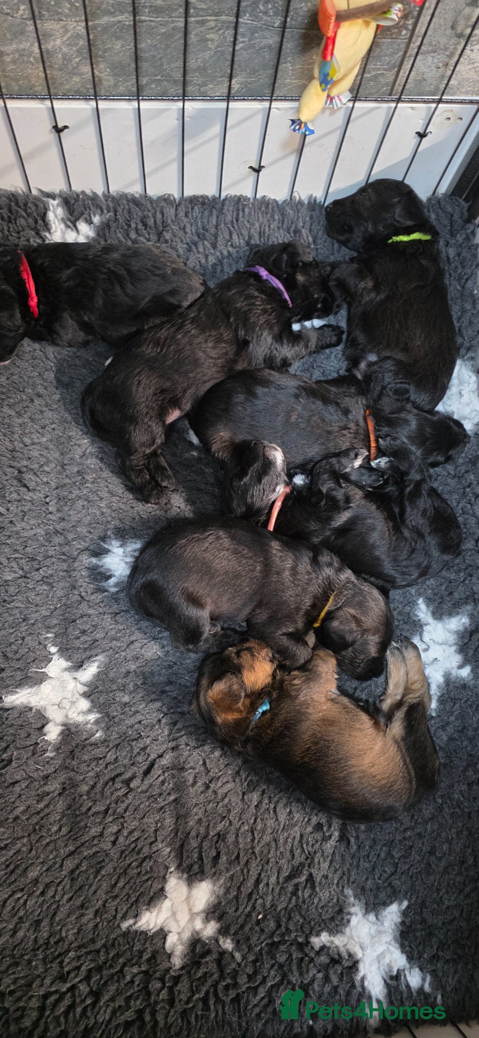 Schnoodle dogs Beautiful Schnoodle Puppies - Advert 1