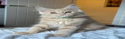 Maine Coon cats for sale: Beautiful Maine Coon kittens for sale. Two boys.🦁 - Advert 5