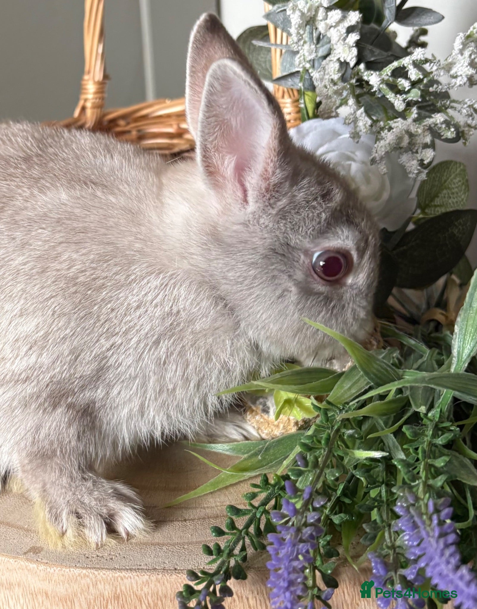 Netherland Dwarf rabbits Outstanding type and super Friendly  - Advert 2