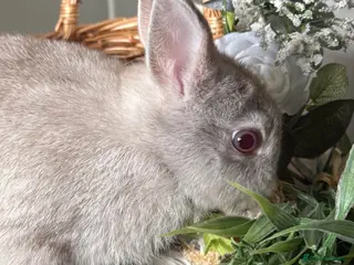 Netherland Dwarf rabbits Outstanding type and super Friendly - Advert 1