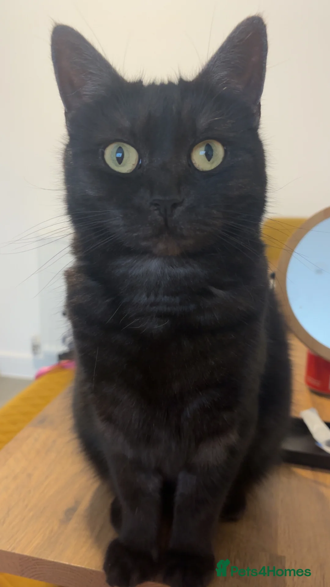 Mixed Breed cats for sale: Lovely friendly cat - Advert 1