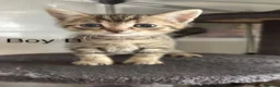 Mixed Breed cats for sale: Kittens mum is half Maine coon - Advert 7