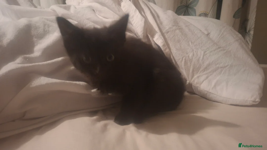 Mixed Breed cats for sale: Stunning kittens for sale  - Advert 6