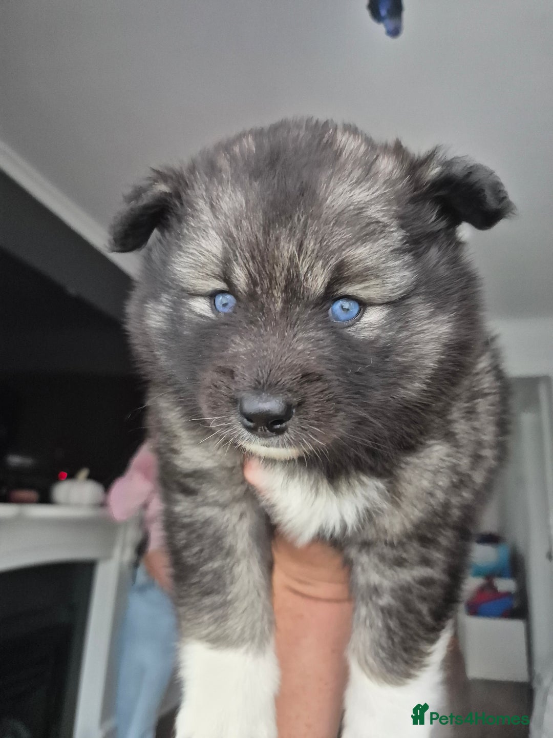 Pomsky dogs for sale: Perfect Female pomsky blue eyes - Advert 6