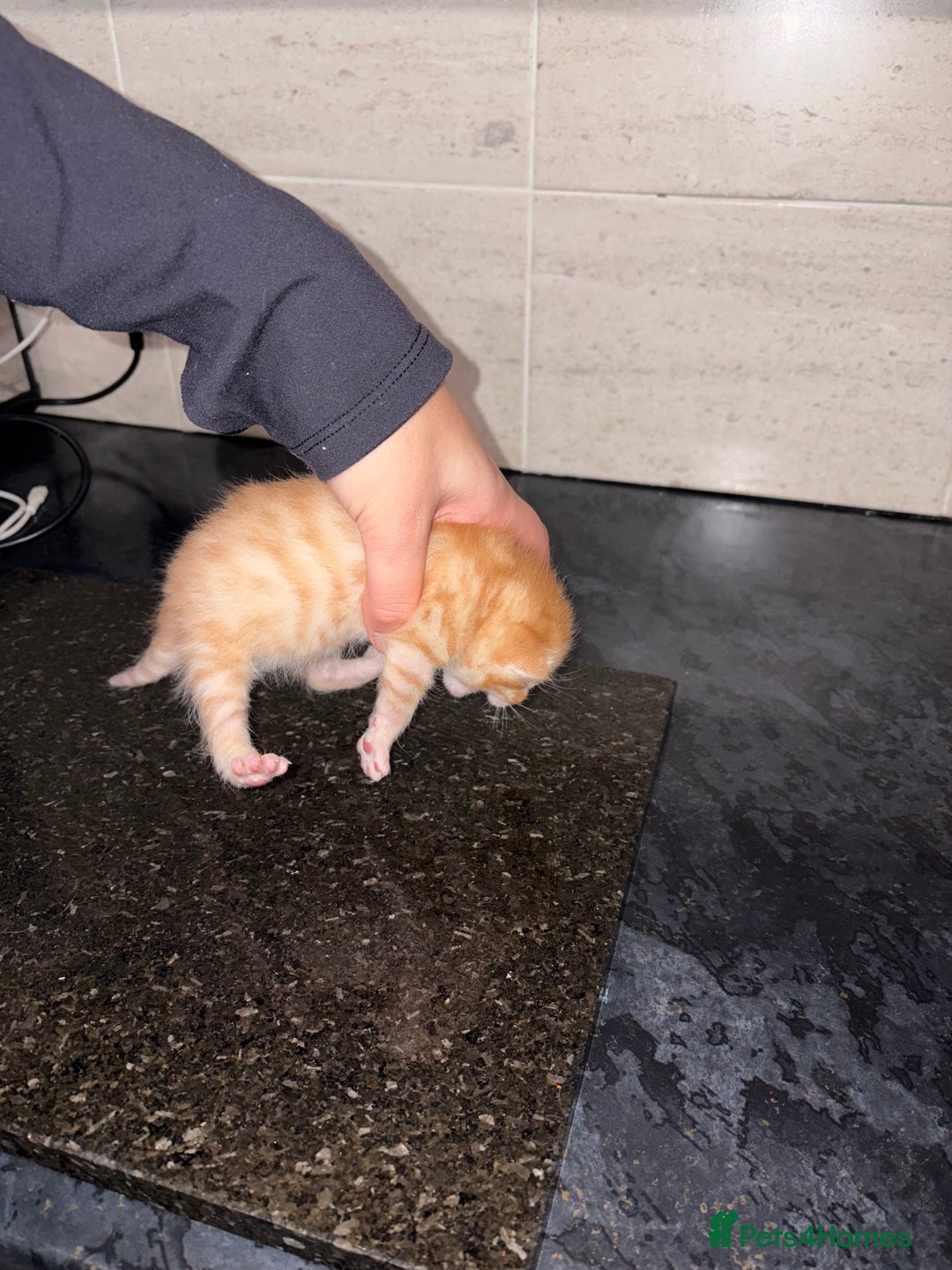 Bengal cats for sale: Bengal mixed Tabby - Advert 17