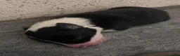 Border Collie dogs for sale: Border Collie Pups - Advert 9