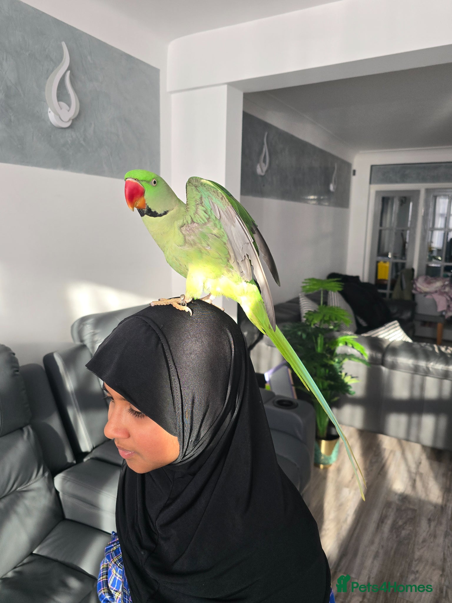 Ringnecks birds Alexandrine Semi Tamed - Advert 3