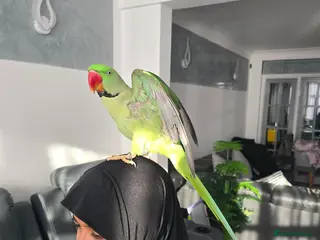 Ringnecks birds Alexandrine Semi Tamed - Advert 8