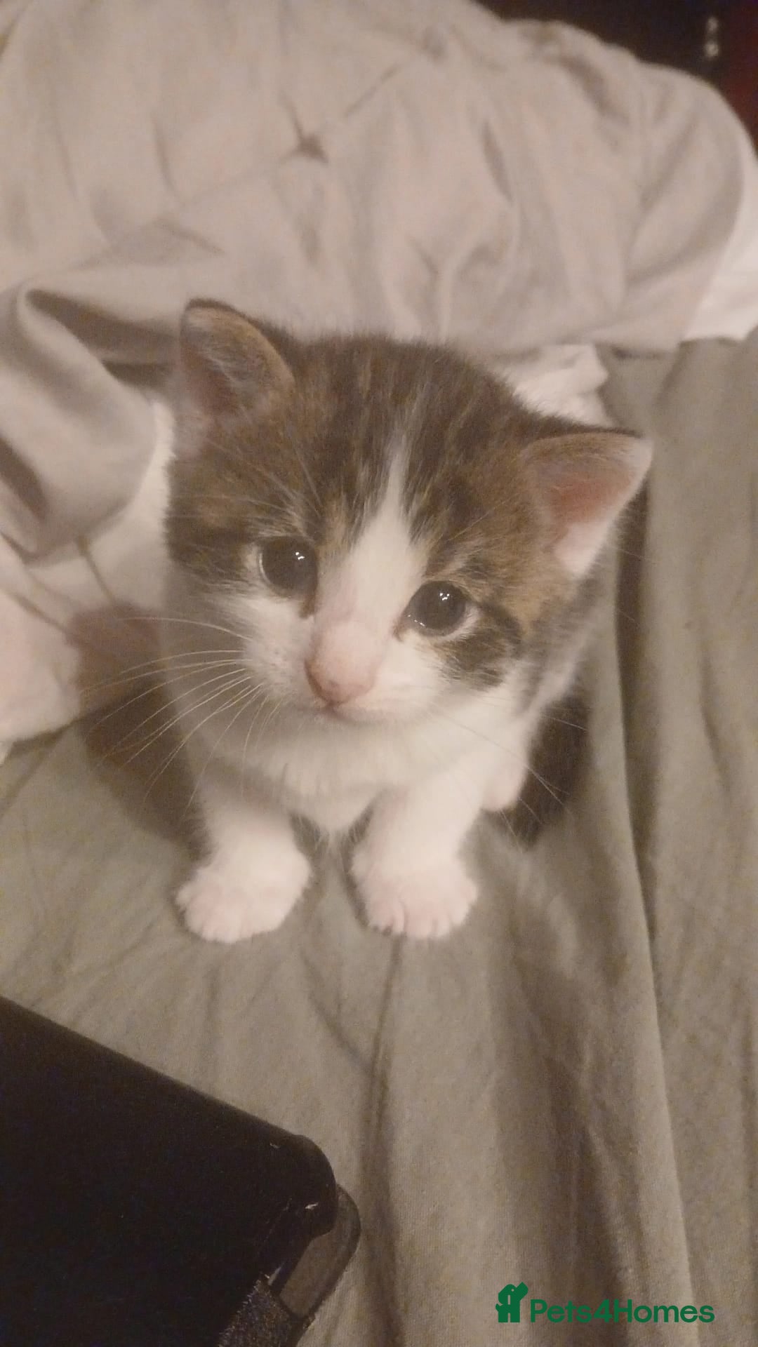 Domestic Shorthair cats Two blue eyed boys looking for special homes - Advert 5