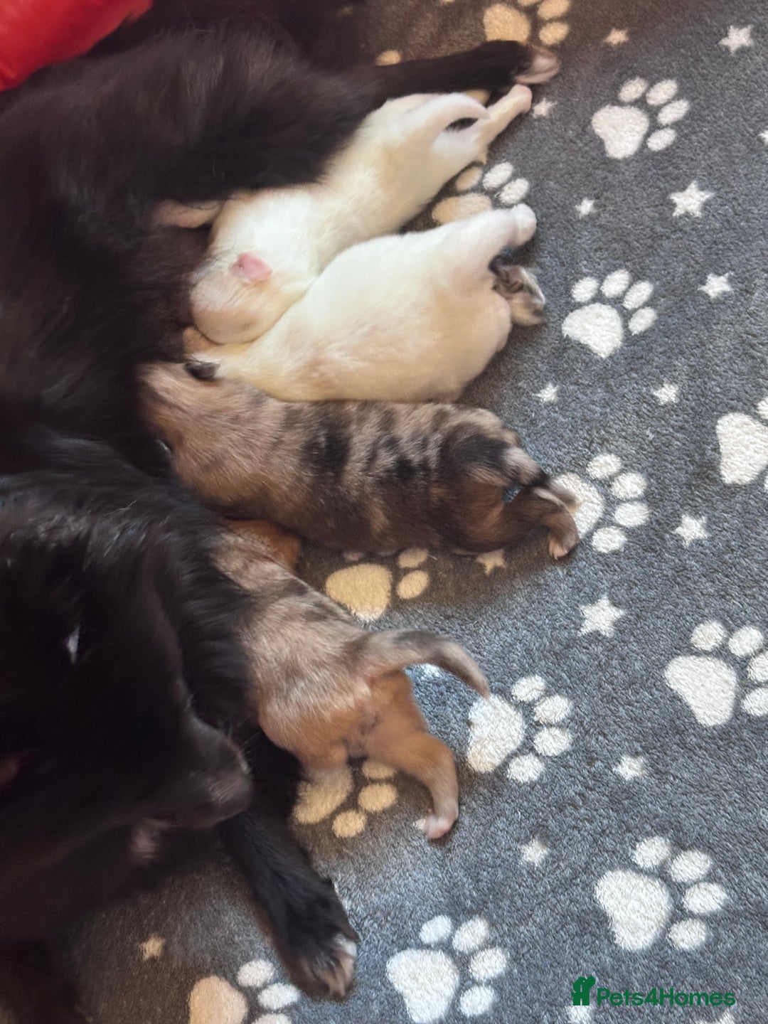 Pomeranian dogs for sale: Beautiful Pomeranian Puppies🩷 - Image 3