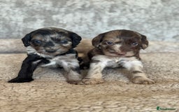 Cockapoo dogs for sale: BEAUTIFUL MERLE COCKER POO PUPPIES, HEALTH TESTED - Image 1