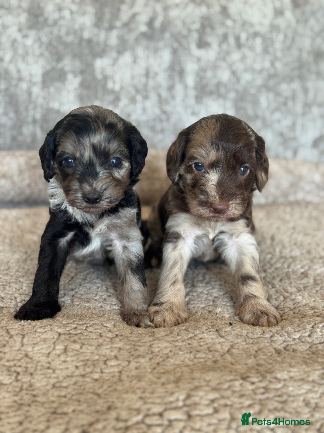 Cockapoo dogs for sale: BEAUTIFUL MERLE COCKER POO PUPPIES, HEALTH TESTED - Image 1