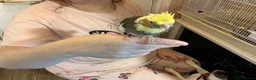 Cockatiels birds for sale: Hand tame cockatiels - Advert 2