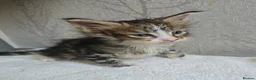 Maine Coon cats for sale: Beautiful Maine Coon Kittens  - Advert 15