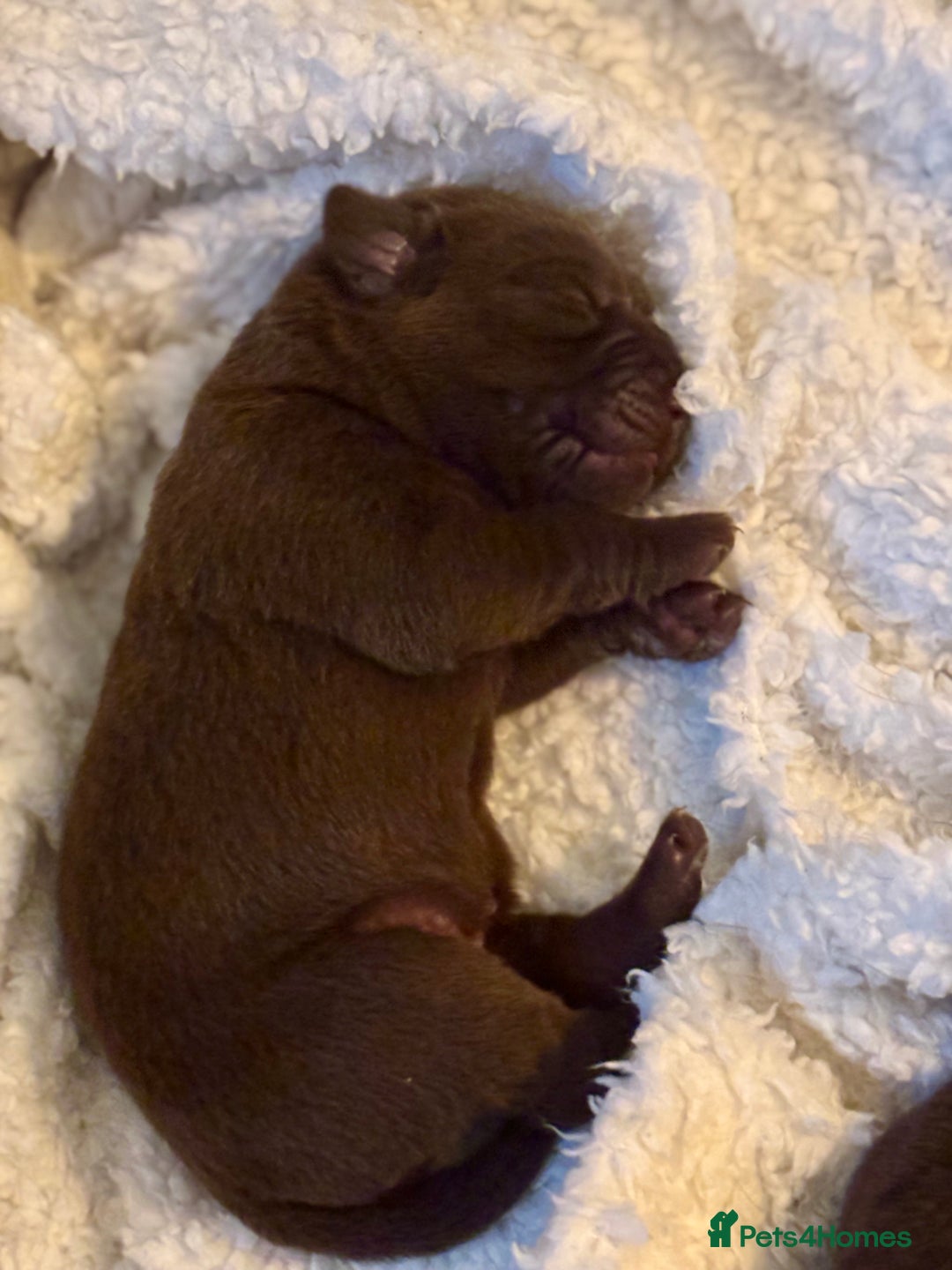 Labrador Retriever dogs for sale: Chocolate and Black Labrador Puppies - Advert 9