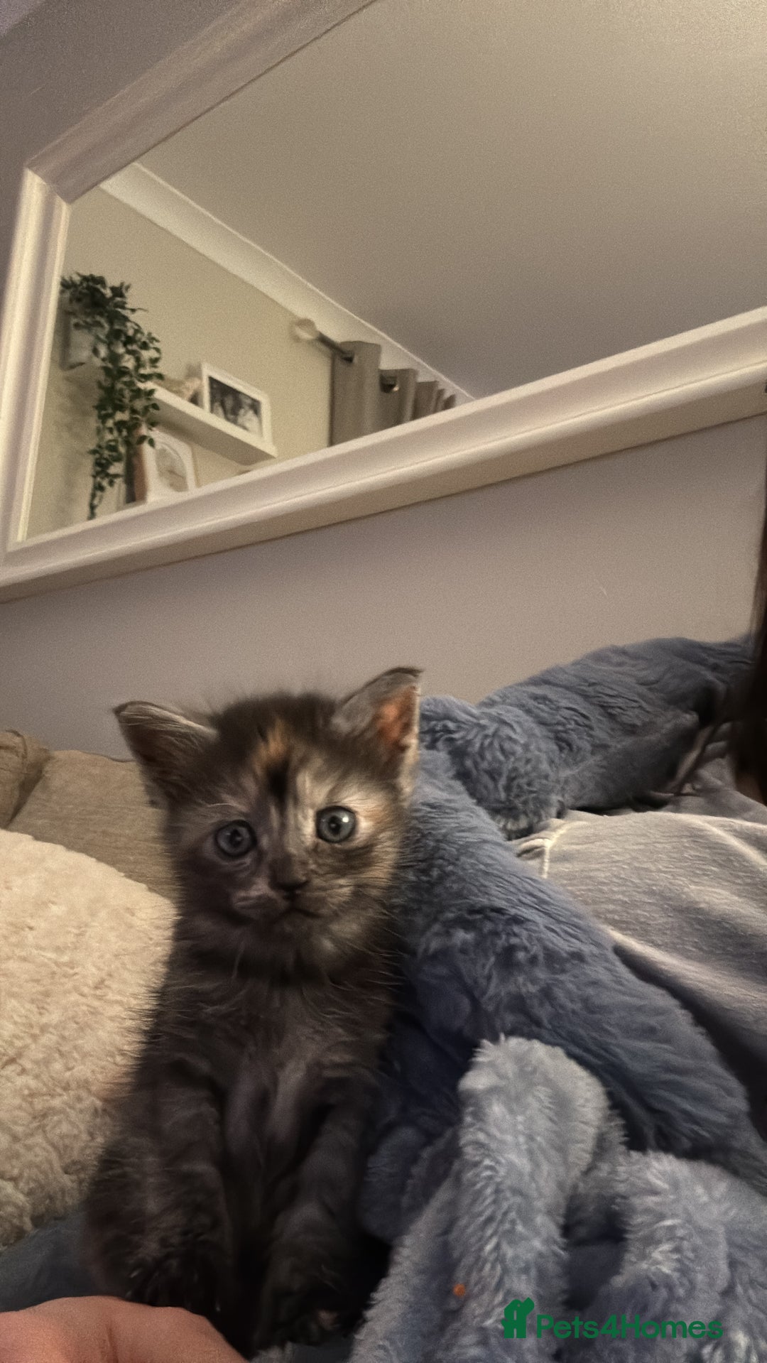 Mixed Breed cats for sale: Maine coon cross kittens - Advert 7