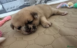 Mixed Breed dogs for sale: French bulldog cross with a Pomeranian  - Image 3