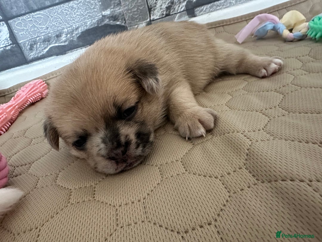 Mixed Breed dogs for sale: French bulldog cross with a Pomeranian  - Image 3