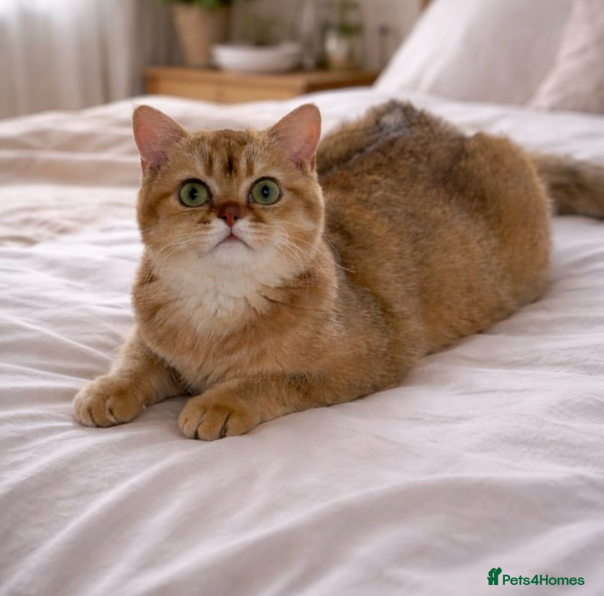British Shorthair cats 1 year old ACTIVE chocolate golden queen  - Advert 1