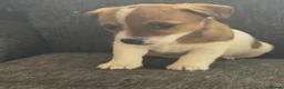 Jack Russell dogs for sale: Traditional Jack Russell puppies  in Bradford - Advert 7