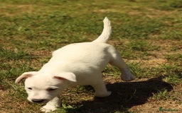 Parson Russell dogs for sale: Pedigree Parson Russell puppies - Image 5