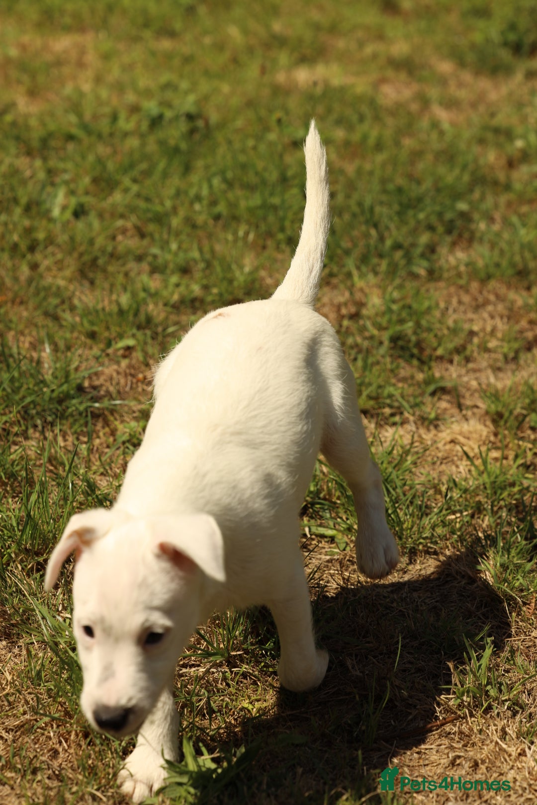Parson Russell dogs for sale: Pedigree Parson Russell puppies - Image 5