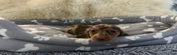 Dachshund dogs for sale: Miniature dachshund puppies for sale - Advert 13