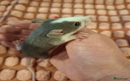 Rat rodents for sale: Fancy baby rats - Image 1