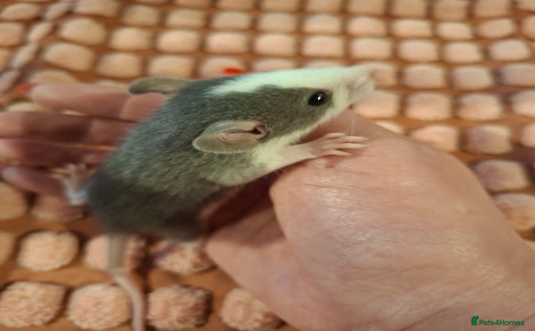 Rat rodents - Advert 1