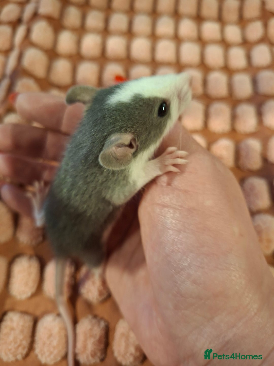 Rat rodents for sale: Fancy baby rats - Image 1