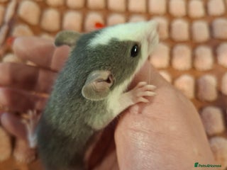 Rat rodents - Advert 1