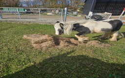 Irish Cob horses for sale: Gorgeous yearling miniture cob - Image 4